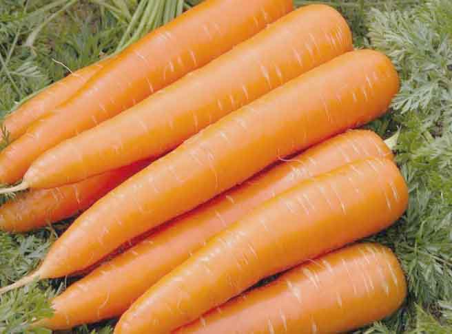 Carrot.jpeg