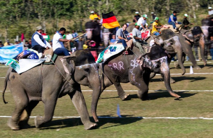 Elephant-festival.jpg