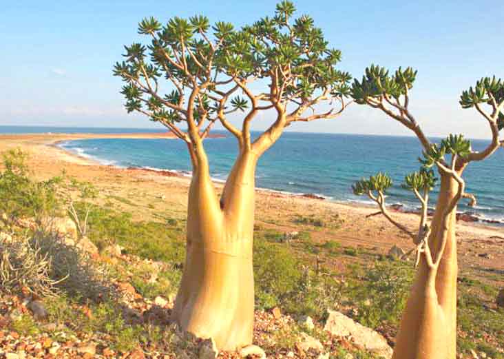 Socotra-Island-001
