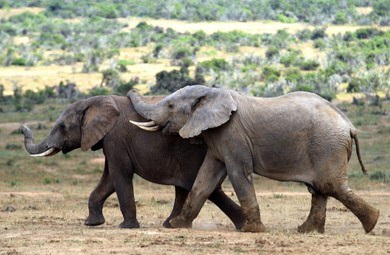 two-elephants-walking-together-they-260nw-2250535231.jpg