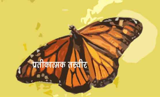 Butterfly-copy Butterfly-copy