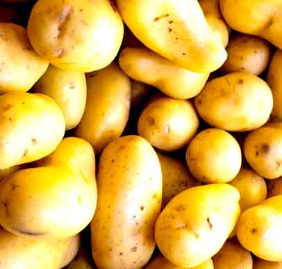 Potato-1