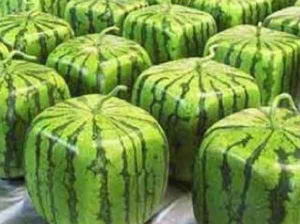 Squar-Shape-Watermelon