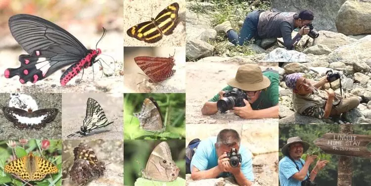 Butterfly Butterfly
