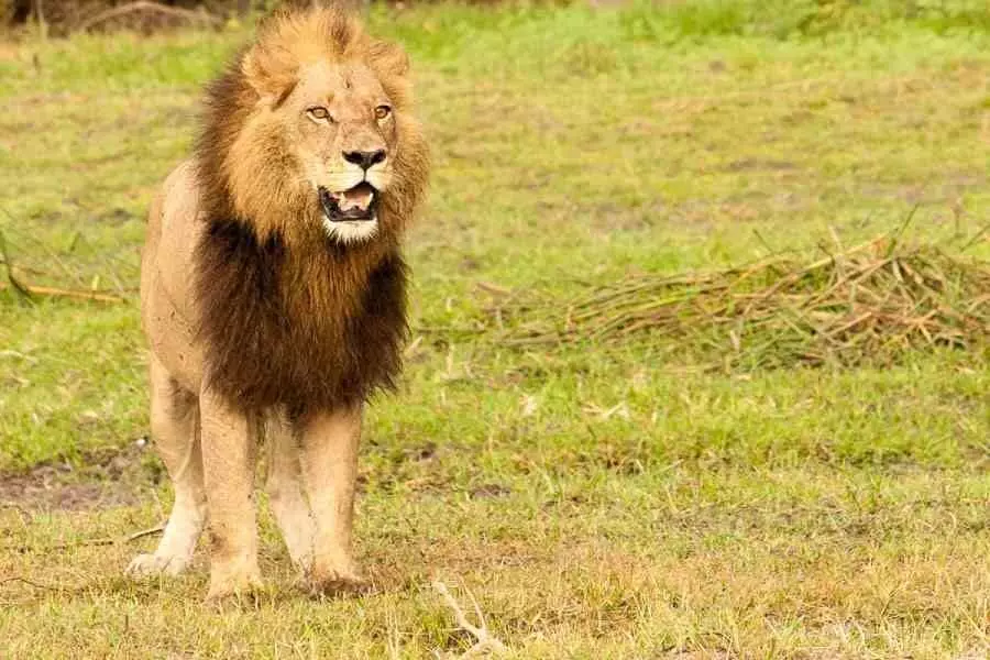 Lion