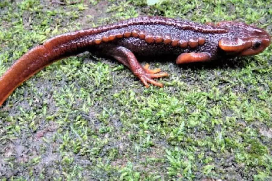 Salamander