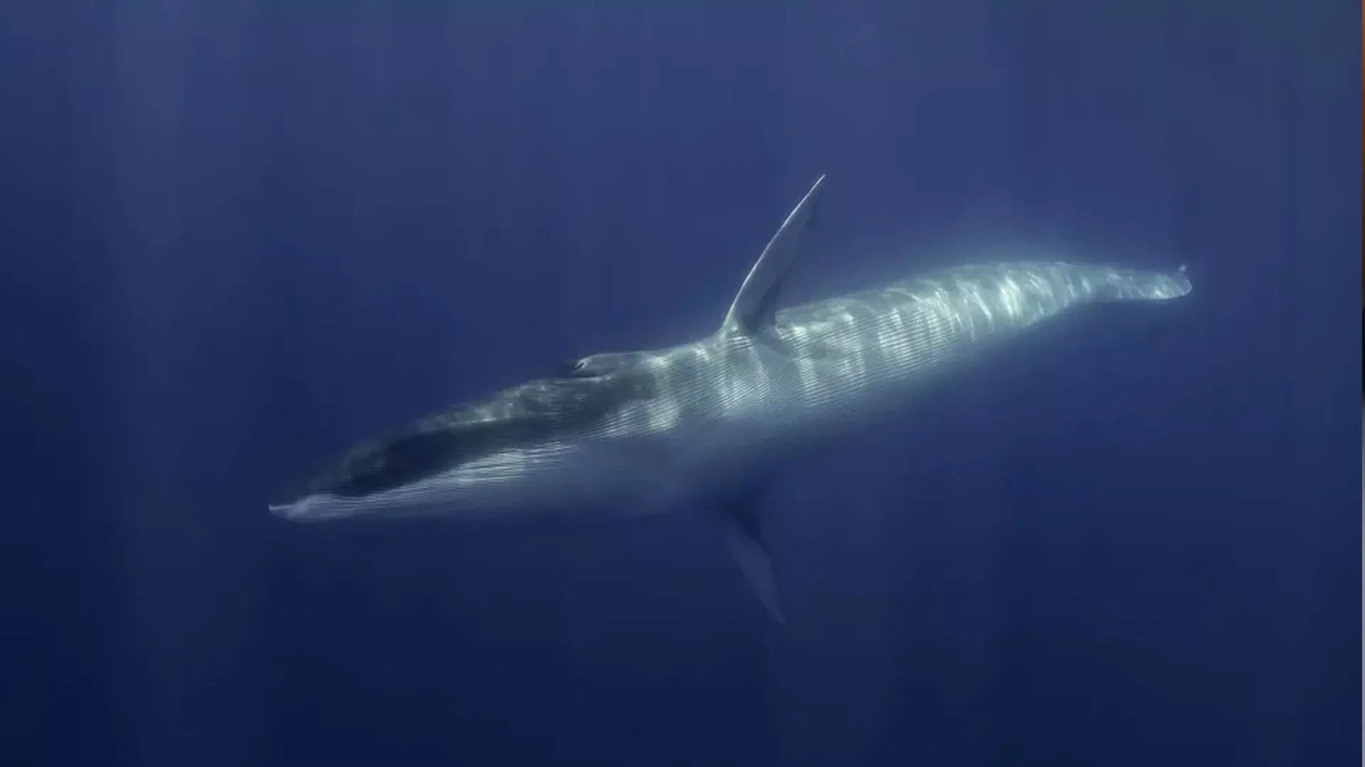 Whale-representative-image प्रतीकात्मक तस्वीर
