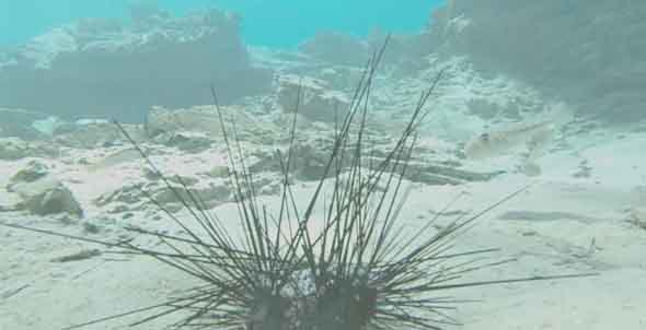 समुद्री अर्चिन