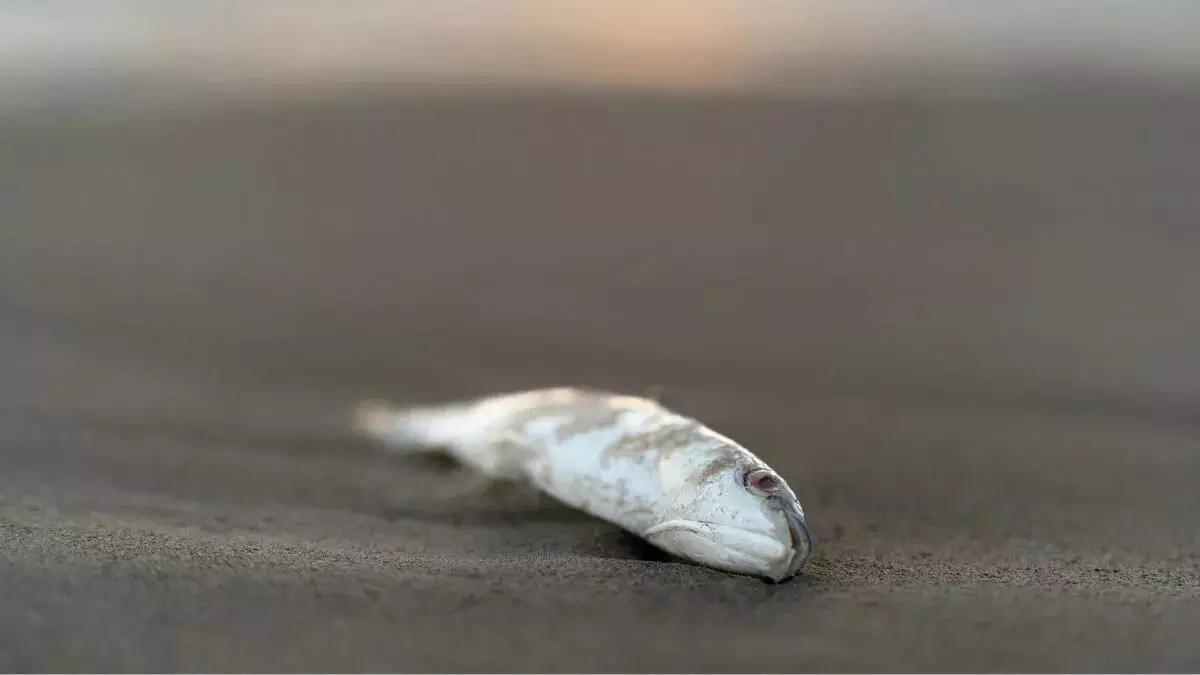 00-1-Fish