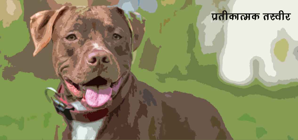 00-1-PItbull-Rep-image-copy