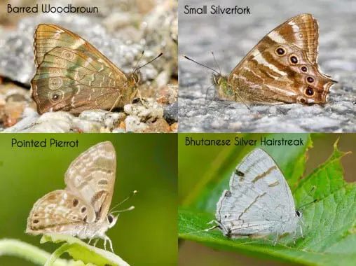 00-1-Butterfly 00-1-Butterfly