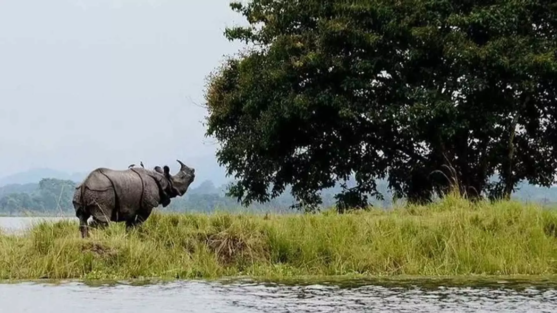 00-1-Kaziranga