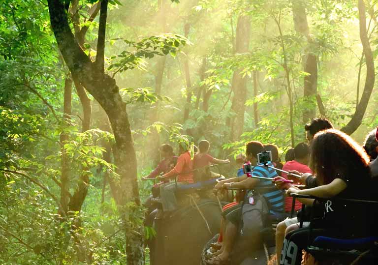 Jungle_safari_Jaldapara