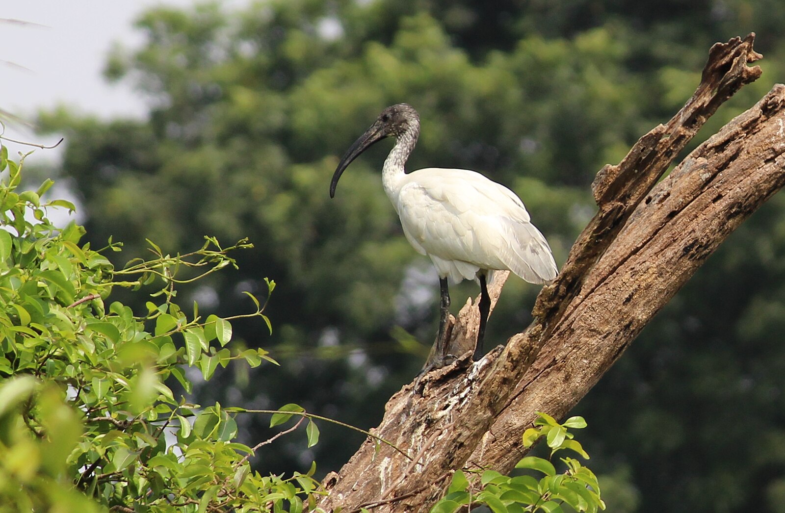 Threskiornis_melanocephalus_a_large,_WHITE_BEAUTY_WATER_BIRD