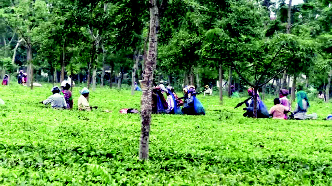 1500x900_797398-north-bengal-tea-garden1