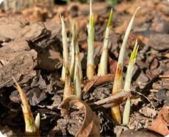 IMG-20241029-WA0235 IMG-20241029-WA0235