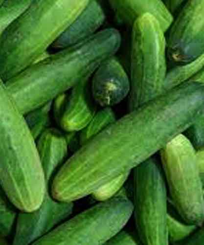 00-1-Cucumber