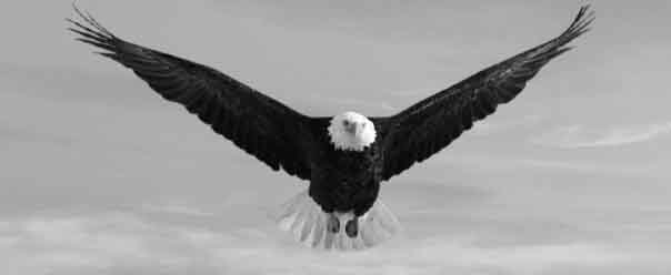 00-1_Bald_Eagle-removebg-preview-copy