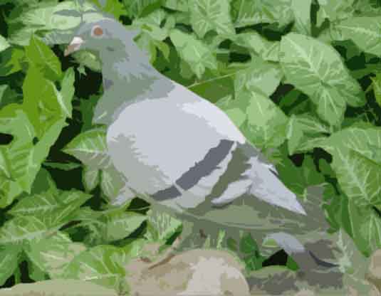 00-1_Pigeon-removebg-preview-copy