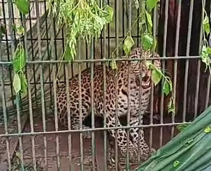 250311-leopard-caged