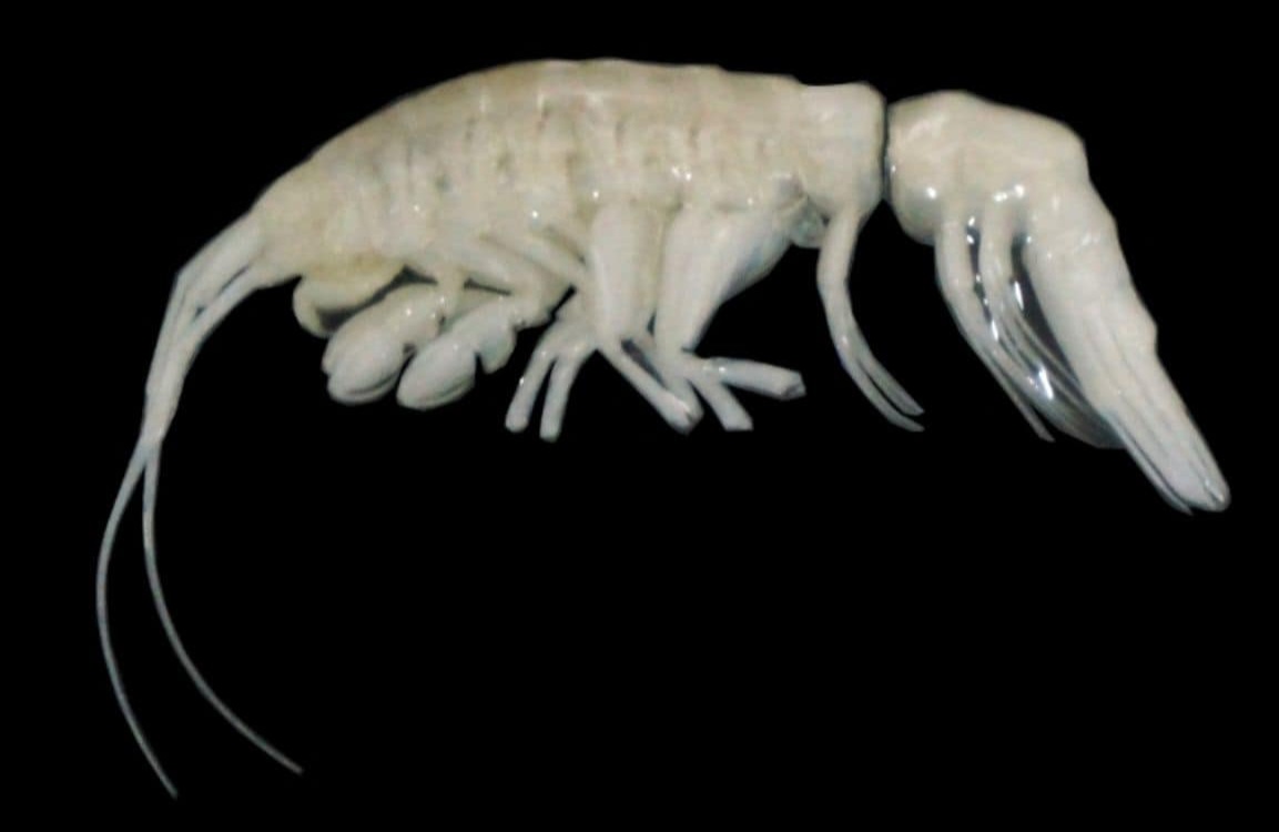 Deep-Sea-D.-camanchaca-401-Johanna-Weston_WHOI-2024-12-559eab5bf8f686e9054fccc8106b0eb1