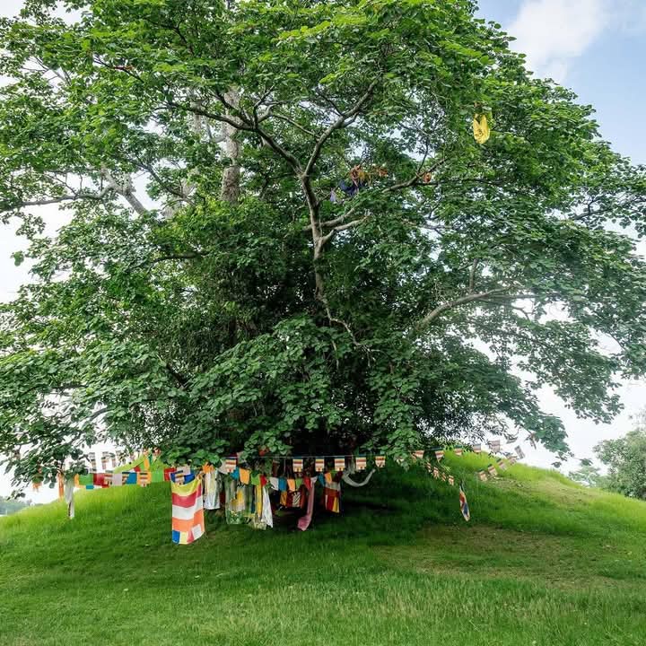 IMG-20241227-WA0177