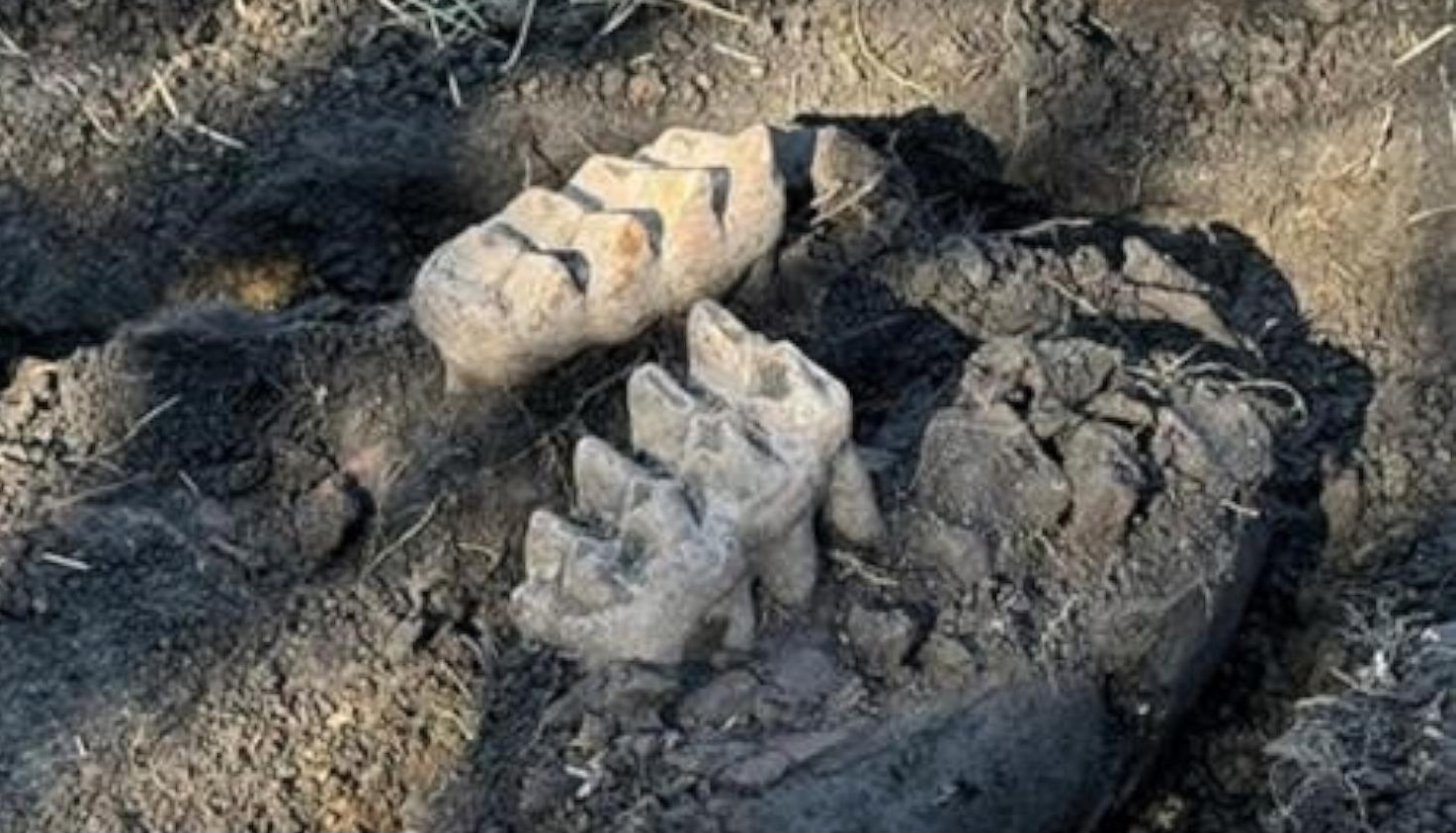 MastodonJaw_1734507278577_hpMain_16x9_1600