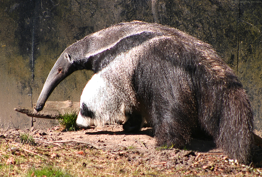 Myresluger (Myrmecophaga tridactyla) fra Københavns Zoo