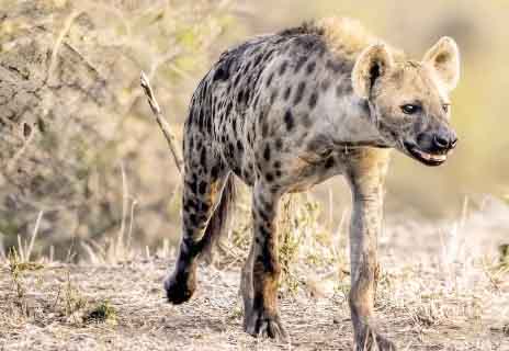 00-1-Spotted-Hyna 00-1-Spotted-Hyna