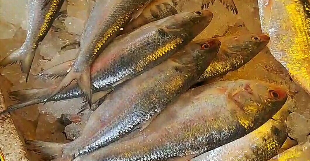 IMG-20250204-WA0183-1