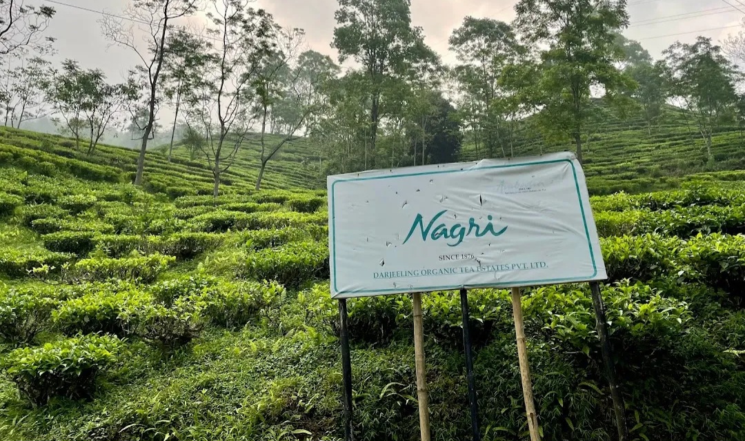 nagri-tea-factory-7548331