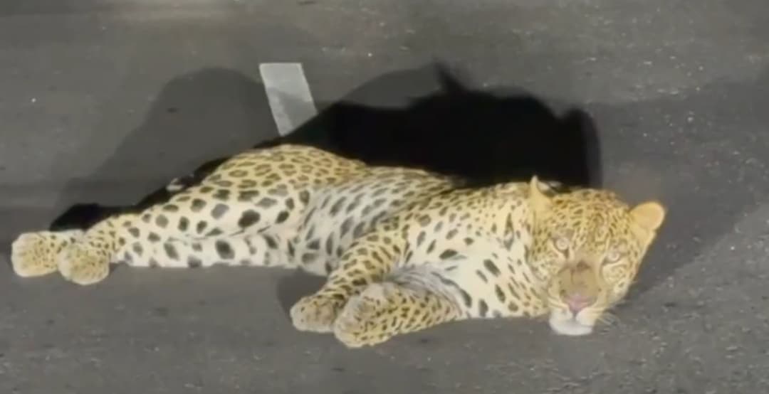 IMG-20250421-WA0299(1)