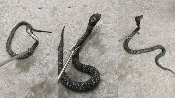 IMG-20250529-WA0169(1)