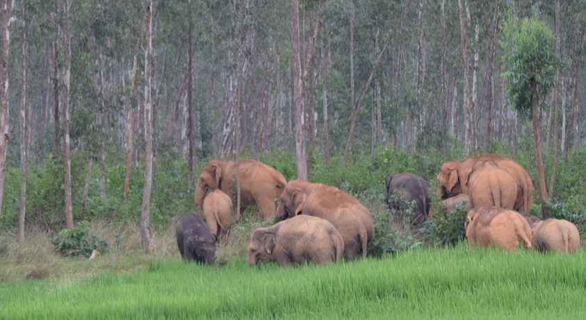 people-chasing-a-herd-of-elephants-in-Champua-forest