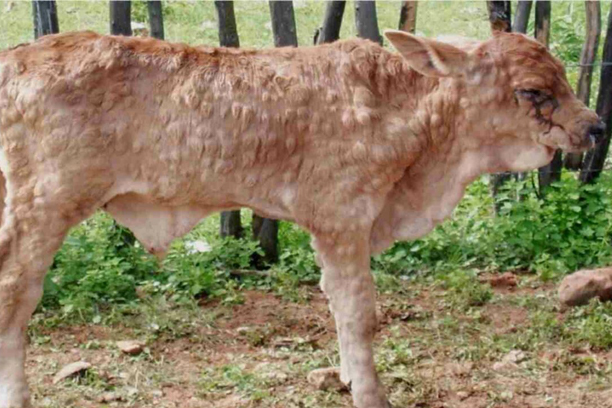 Lumpy-Skin-Disease-Symptoms-Treatment-and-Prevention