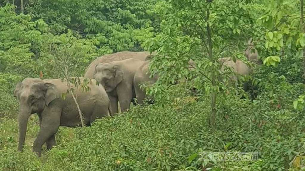 sherpur_nalitabari_hati_260424_01