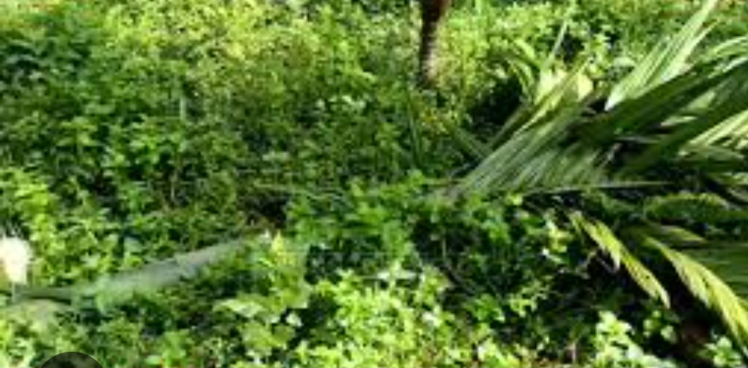 Screenshot_20250801_145826_Google