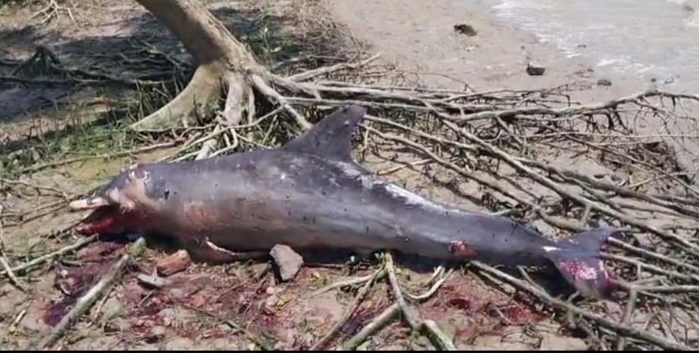 sanmarg_2025-09-06_agndv1yo_mritak-dalfin-ki-tasvir sanmarg_2025-09-06_agndv1yo_mritak-dalfin-ki-tasvir