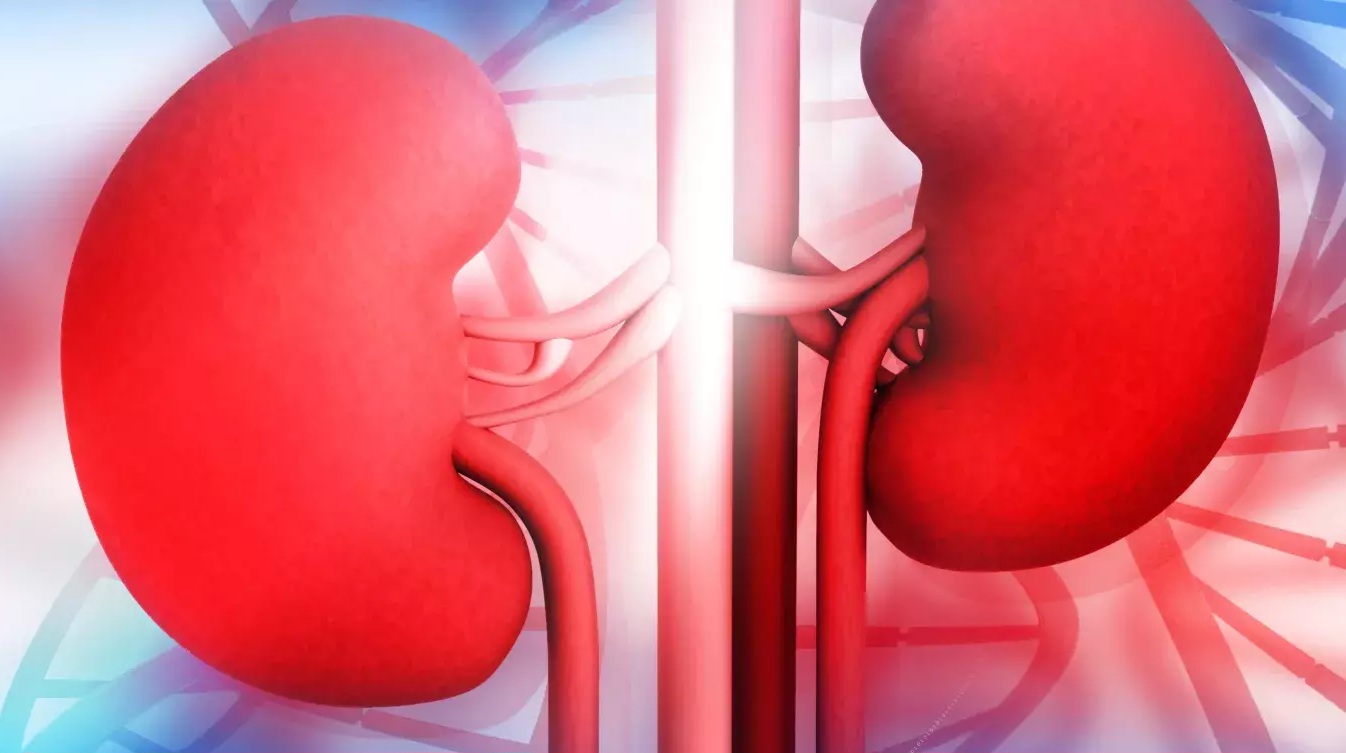 क्रोनिक किड्नी डिजीजबाट बच्न के खाने?