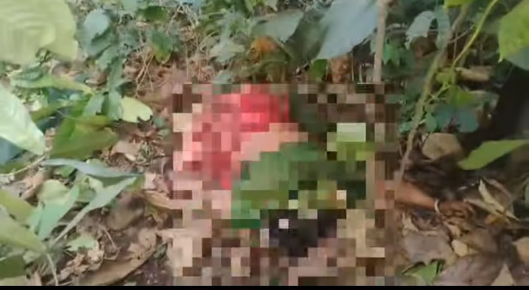 हात्तीको आक्रमणमा एक वृद्धा महिला घाइते