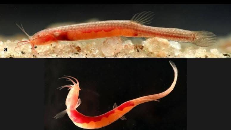 FB_IMG_1777297548471