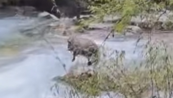 उत्तर सिक्किममा दुर्लभ ‘मिसमी टाकिन’-को पहिलो ऐतिहासिक भिडियो फुटेज कैद, दुई दशकपछिको ठूलो उपलब्धि