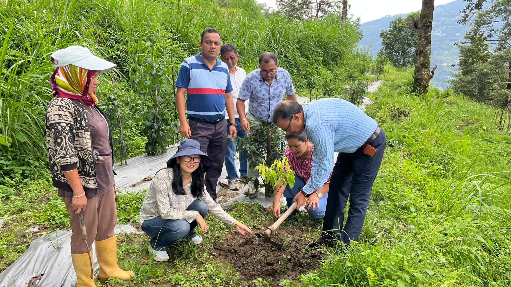 आइसीएआर सिक्किम केन्द्रद्वारा तेजपातको बिरुवा रोपेर हरियाली अमावस्या पालन