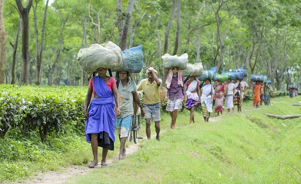 Feature-image_credit-Wikimedia-Commons_Assams-tea-plantation.jpg